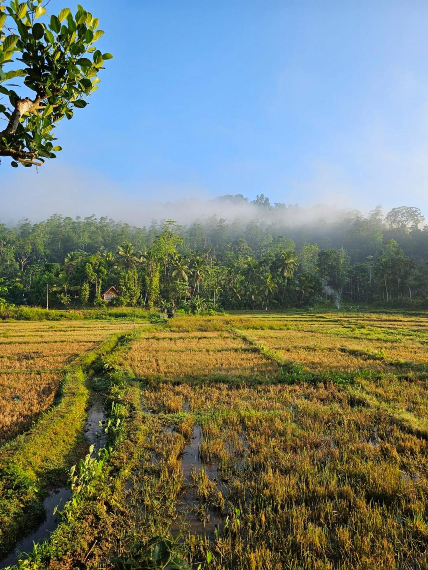 Forest & Fields Sinharaja Deniyaya Kamer foto